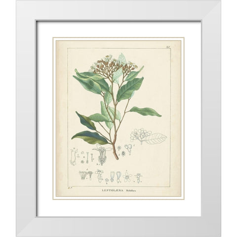Vintage Verdure IV White Modern Wood Framed Art Print with Double Matting by Unknown