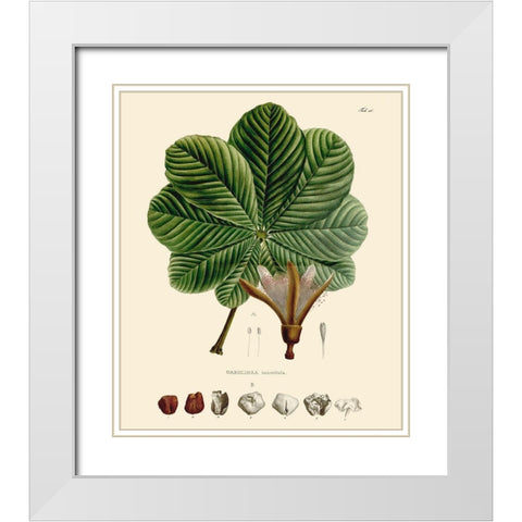 Luscious Leaves I White Modern Wood Framed Art Print with Double Matting by Unknown