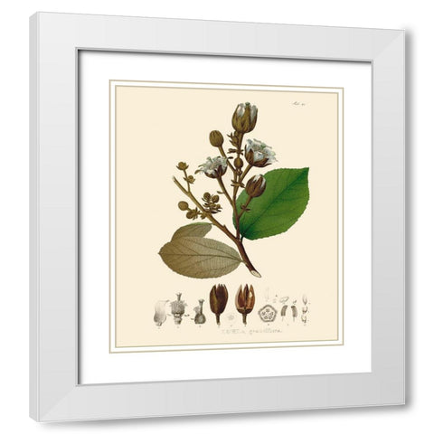 Luscious Leaves III White Modern Wood Framed Art Print with Double Matting by Unknown