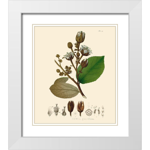 Luscious Leaves III White Modern Wood Framed Art Print with Double Matting by Unknown