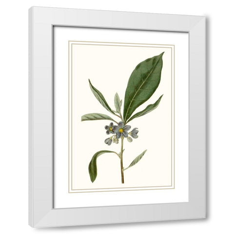 Soft Blue Botanicals II White Modern Wood Framed Art Print with Double Matting by Curtis