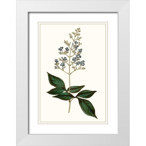 Soft Blue Botanicals IV White Modern Wood Framed Art Print with Double Matting by Curtis