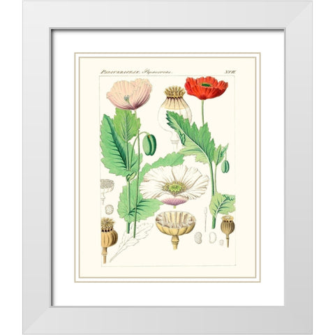 Bright Botanicals II White Modern Wood Framed Art Print with Double Matting by Unknown