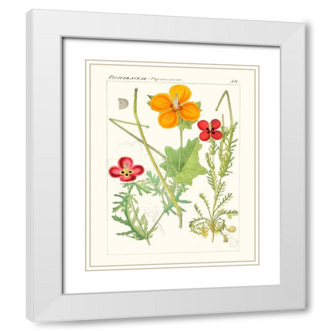 Bright Botanicals V White Modern Wood Framed Art Print with Double Matting by Unknown