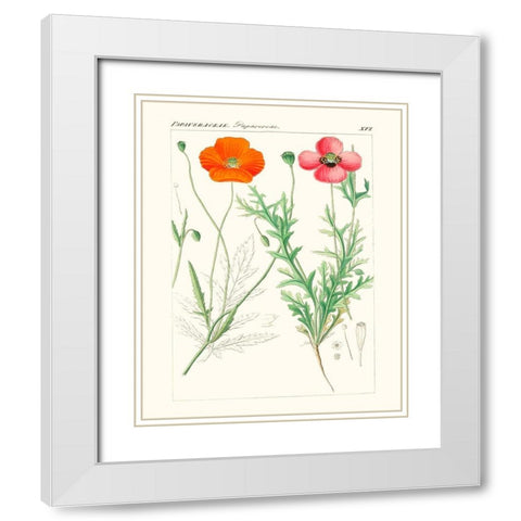 Bright Botanicals IX White Modern Wood Framed Art Print with Double Matting by Unknown