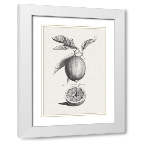 Antique Lemons and Oranges I White Modern Wood Framed Art Print with Double Matting by Unknown