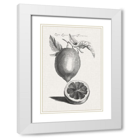 Antique Lemons and Oranges III White Modern Wood Framed Art Print with Double Matting by Unknown