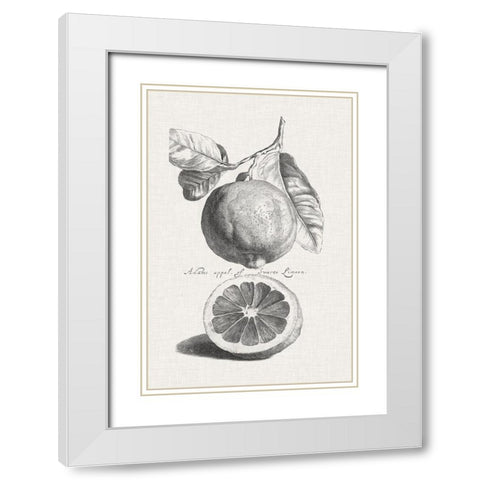 Antique Lemons and Oranges IV White Modern Wood Framed Art Print with Double Matting by Unknown