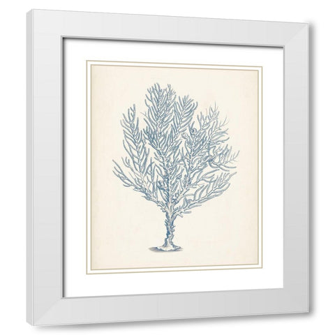 Antique Coral Collection III White Modern Wood Framed Art Print with Double Matting by Vision Studio