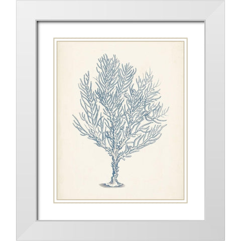 Antique Coral Collection III White Modern Wood Framed Art Print with Double Matting by Vision Studio