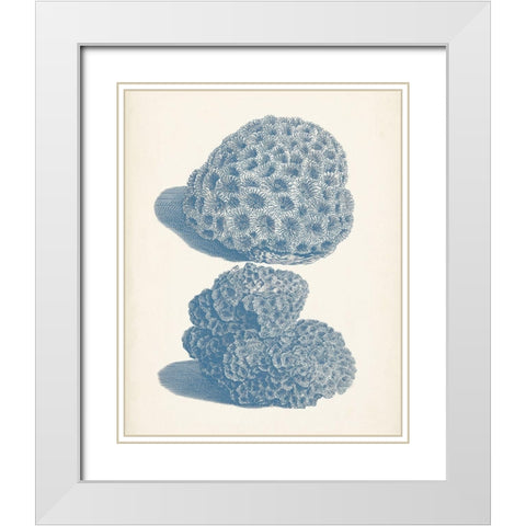 Antique Coral Collection VIII White Modern Wood Framed Art Print with Double Matting by Vision Studio