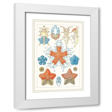 Sealife Species I White Modern Wood Framed Art Print with Double Matting by Vision Studio
