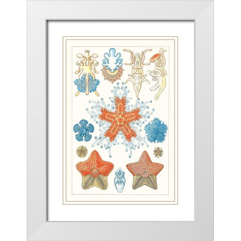 Sealife Species I White Modern Wood Framed Art Print with Double Matting by Vision Studio