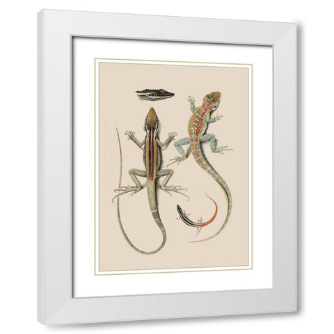 Antique Lizards II White Modern Wood Framed Art Print with Double Matting by Unknown