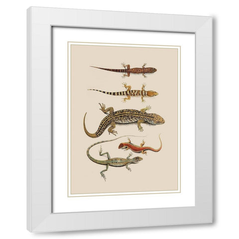 Antique Lizards III White Modern Wood Framed Art Print with Double Matting by Unknown