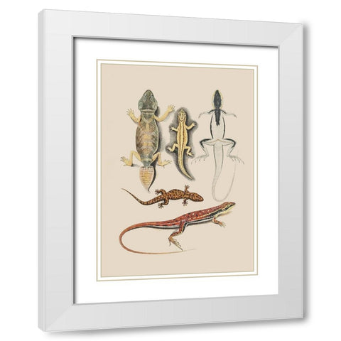 Antique Lizards IV White Modern Wood Framed Art Print with Double Matting by Unknown