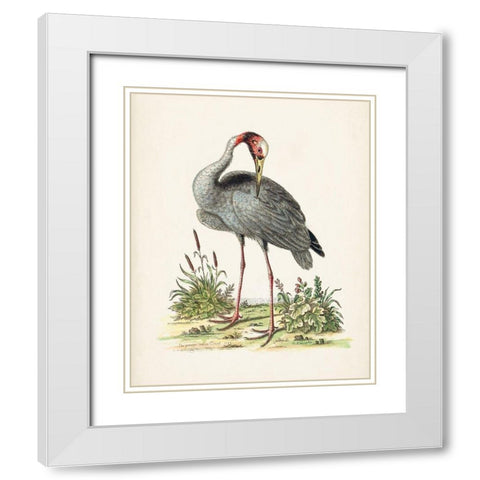 Antique Heron and Cranes I White Modern Wood Framed Art Print with Double Matting by Edwards, George