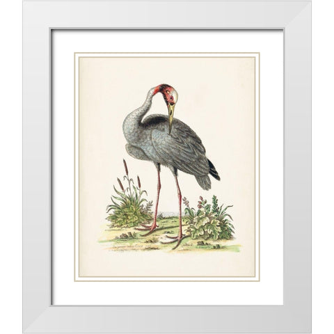 Antique Heron and Cranes I White Modern Wood Framed Art Print with Double Matting by Edwards, George