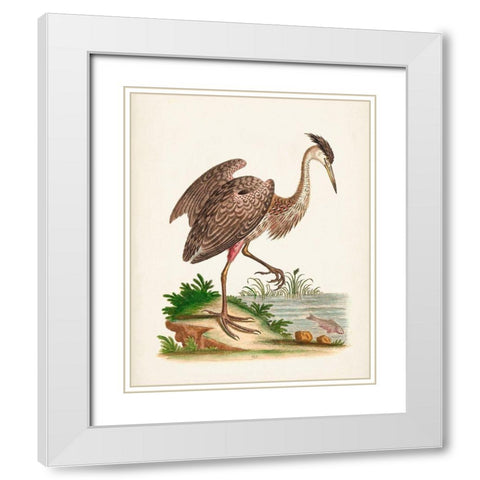 Antique Heron and Cranes III White Modern Wood Framed Art Print with Double Matting by Edwards, George