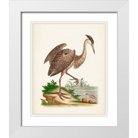 Antique Heron and Cranes III White Modern Wood Framed Art Print with Double Matting by Edwards, George
