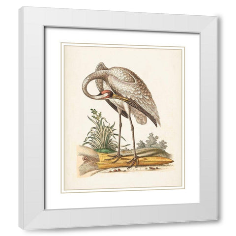 Antique Heron and Cranes IV White Modern Wood Framed Art Print with Double Matting by Edwards, George