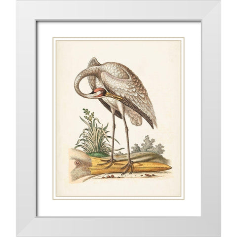 Antique Heron and Cranes IV White Modern Wood Framed Art Print with Double Matting by Edwards, George