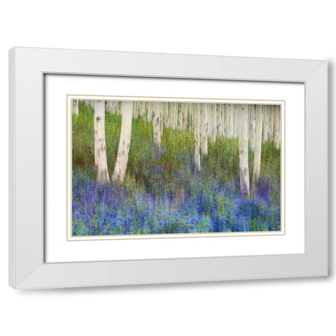 Aspen Forest Floor White Modern Wood Framed Art Print with Double Matting by Vest, Chris