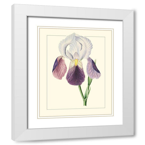 Purple Irises I White Modern Wood Framed Art Print with Double Matting by Unknown