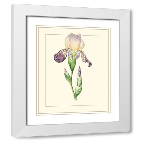 Purple Irises III White Modern Wood Framed Art Print with Double Matting by Unknown