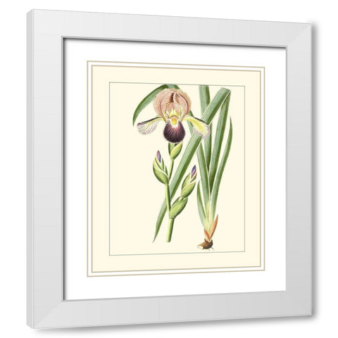 Purple Irises IV White Modern Wood Framed Art Print with Double Matting by Unknown