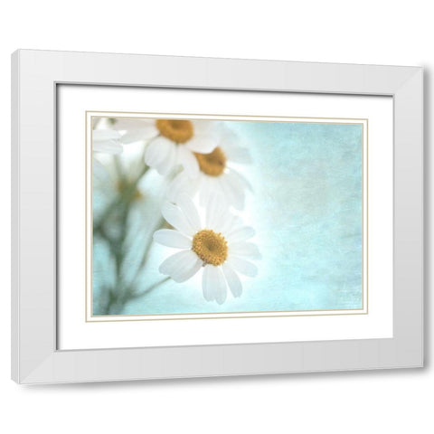 Daisy Love I White Modern Wood Framed Art Print with Double Matting by Stalus, Judy
