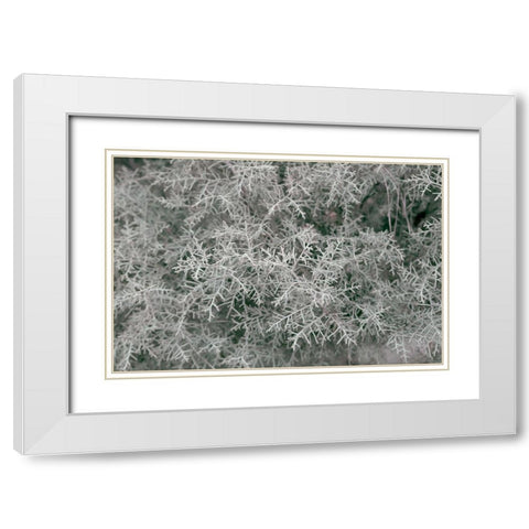 Natures Textures VI White Modern Wood Framed Art Print with Double Matting by Stramel, Renee W.