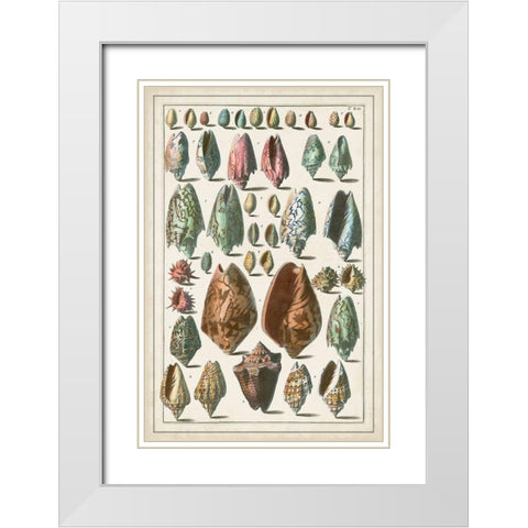 Grand Seba Shells I White Modern Wood Framed Art Print with Double Matting by Seba, Albertus