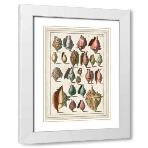 Grand Seba Shells III White Modern Wood Framed Art Print with Double Matting by Seba, Albertus