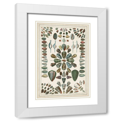 Grand Seba Shells IV White Modern Wood Framed Art Print with Double Matting by Seba, Albertus