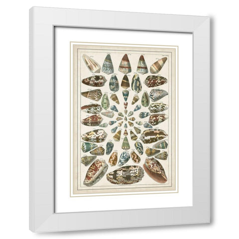Grand Seba Shells V White Modern Wood Framed Art Print with Double Matting by Seba, Albertus