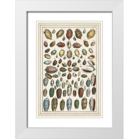 Grand Seba Shells VI White Modern Wood Framed Art Print with Double Matting by Seba, Albertus