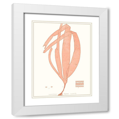 Vivid Coral Seaweed I White Modern Wood Framed Art Print with Double Matting by Vision Studio