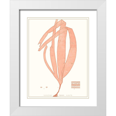 Vivid Coral Seaweed I White Modern Wood Framed Art Print with Double Matting by Vision Studio