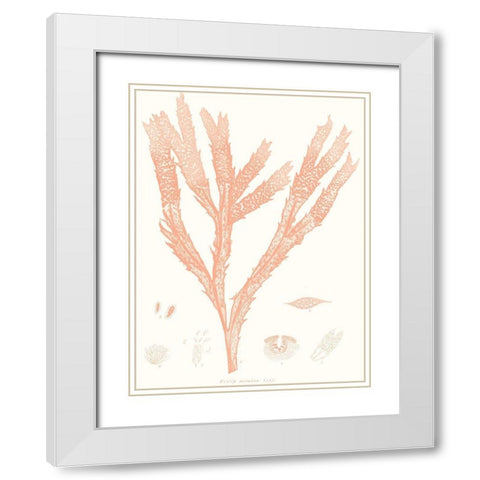 Vivid Coral Seaweed II White Modern Wood Framed Art Print with Double Matting by Vision Studio