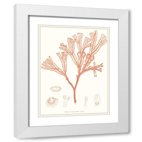 Vivid Coral Seaweed III White Modern Wood Framed Art Print with Double Matting by Vision Studio