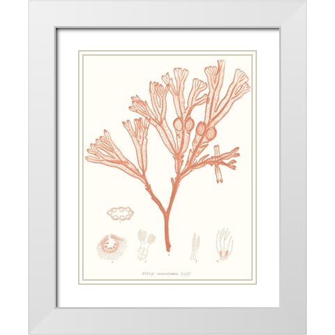 Vivid Coral Seaweed III White Modern Wood Framed Art Print with Double Matting by Vision Studio