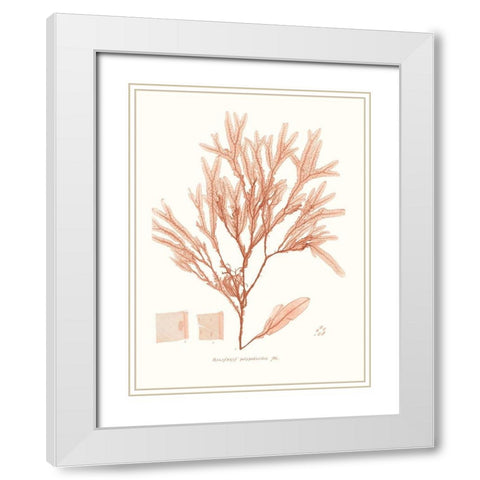 Vivid Coral Seaweed V White Modern Wood Framed Art Print with Double Matting by Vision Studio