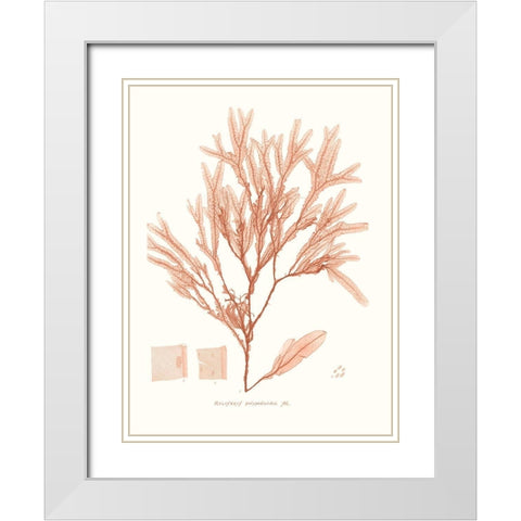 Vivid Coral Seaweed V White Modern Wood Framed Art Print with Double Matting by Vision Studio