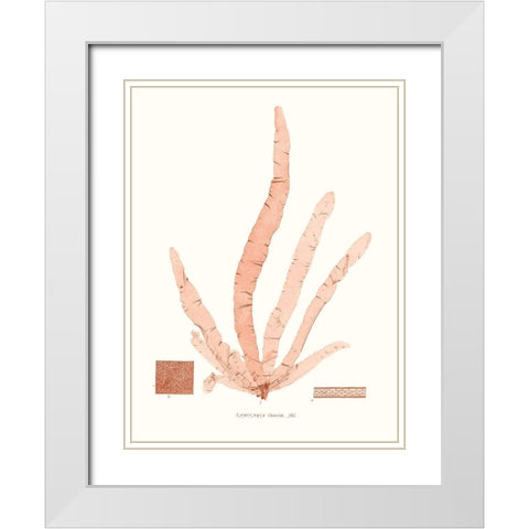 Vivid Coral Seaweed VI White Modern Wood Framed Art Print with Double Matting by Vision Studio