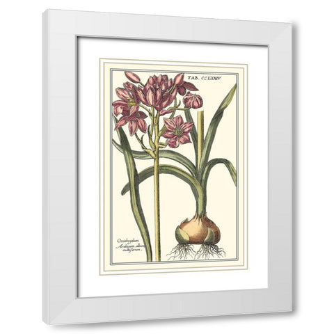 Botanical Beauty I White Modern Wood Framed Art Print with Double Matting by Vision Studio
