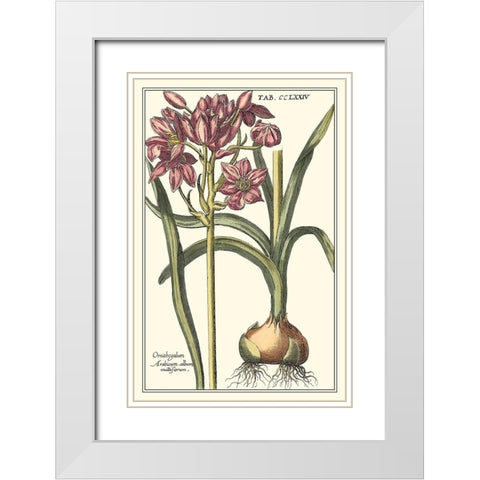 Botanical Beauty I White Modern Wood Framed Art Print with Double Matting by Vision Studio