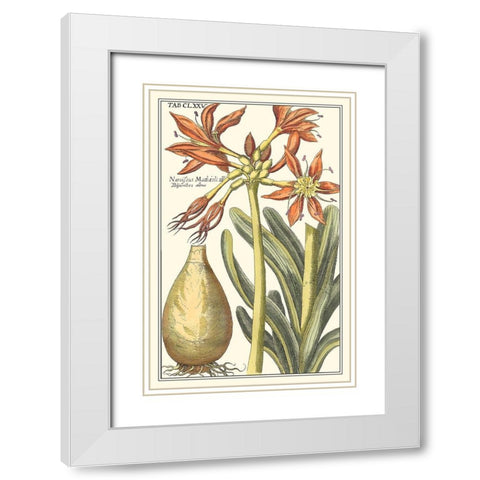 Botanical Beauty III White Modern Wood Framed Art Print with Double Matting by Vision Studio