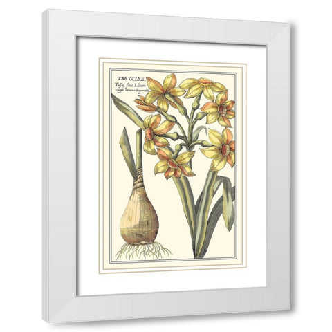 Botanical Beauty IV White Modern Wood Framed Art Print with Double Matting by Vision Studio