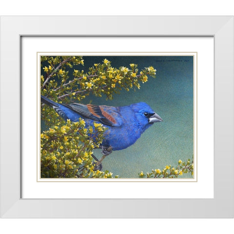 Blue Grosbeak White Modern Wood Framed Art Print with Double Matting by Vest, Chris